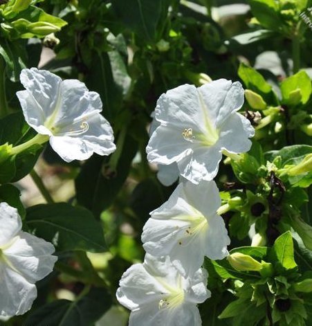 Perennial White Mirabilis Jalapa (four O'clock) Self-seed Flower 100 Seeds