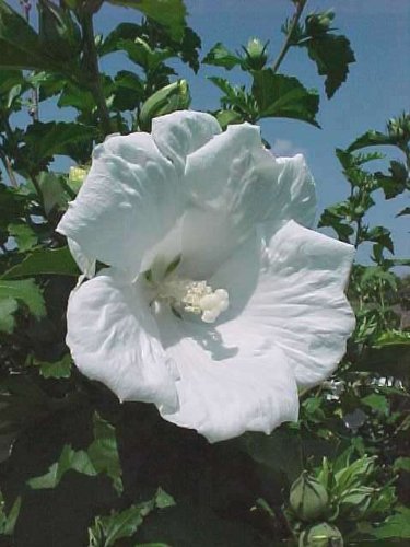 Rose Of Sharon ~white-diana~quothibiscus Syriacus&quot 20perennial Seeds
