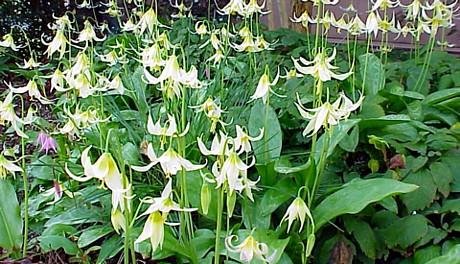 White Pagoda Violet 10 Seeds - Erythronium - Perennial