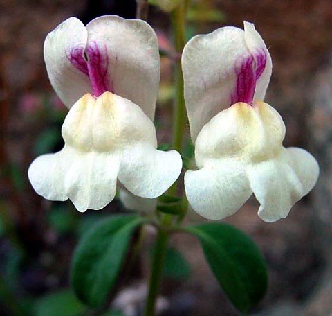 White Spanish Perennial Snapdragon 50 Seeds