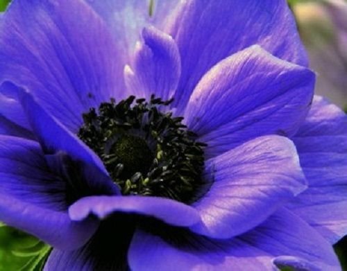 40 ANEMONE PURPLE PERENNIAL FLOWER SEEDS