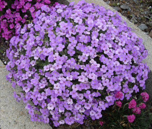 50 Aubrieta Bright Purple Perennial Flower Seeds  Ground Cover