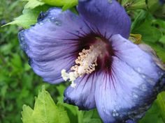 50 Purple Hollyhock Alcea Flower Seeds perennial