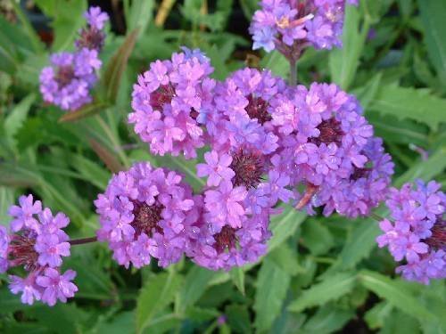 50 VERBENA VERVAIN SOFTEST PURPLE PERENNIAL FLOWER SEEDS  DEER RESISTANT