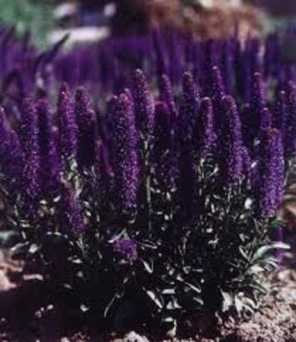 50 VERONICA PORPHYRIANA PURPLE PERENNIAL FLOWER SEEDS