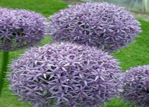 Allium Purple Sensation Bulbs 20 Pack Purple Perennial Allium Bulbs Purple Flowers