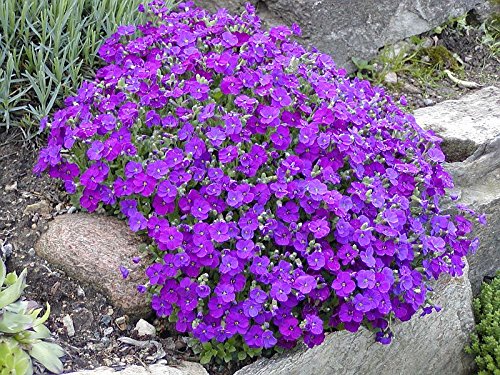 Aubrieta Cascade Purple Aubrieta Hybrida Perennial Flower Plant Heirloom Seeds