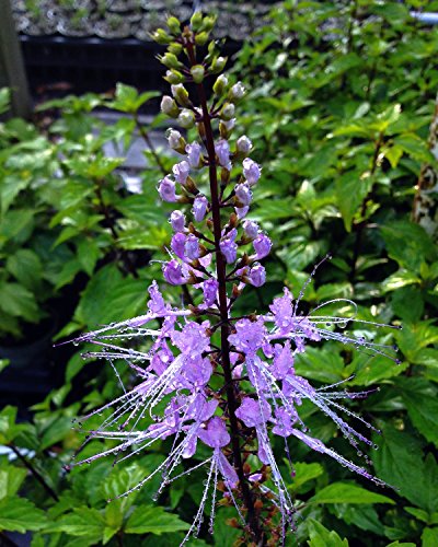 Emeralds Tm Cat Whiskers Orthosiphon Jave Tea Live Perennial Plant Lavender Purple Flowers 4 Inch Pot