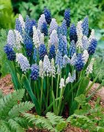 Grape Hyacinth Blend Bulbs 5 Pack  Blue Pure White Azure Perennial Hyacinth Bulbs Purple Flowers