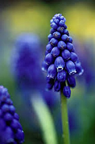 Muscari Bulb20 Bulb Beautiful Purple Perennial Hyacinth Bulbs Purple Flowers