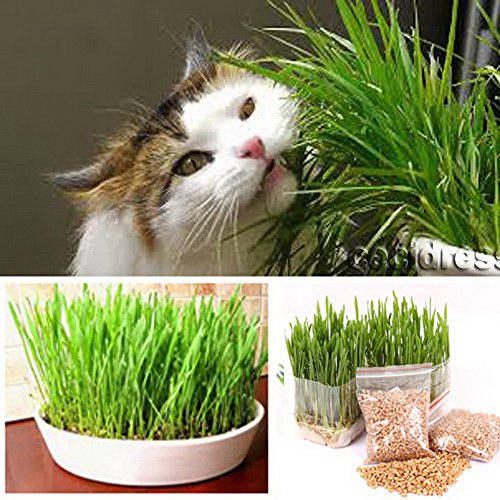 Harvested Cat Grass 1oz700 Seeds 100 Organic Including Growing Guide