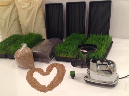 Rejuvenate Forever Certified Wheatgrass Growing Kit