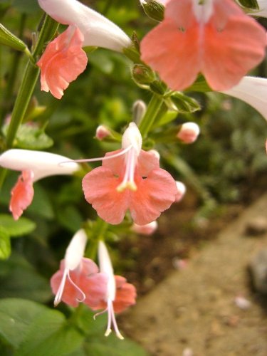 asal~&quotcoral Nymph&quot Salvia Seeds~~~~~~flamboyant Perennial