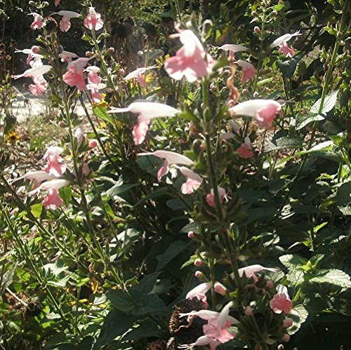 1 Perennial Starter Of Salvia Coccinea - Jewel Pink Humming Bird Sage