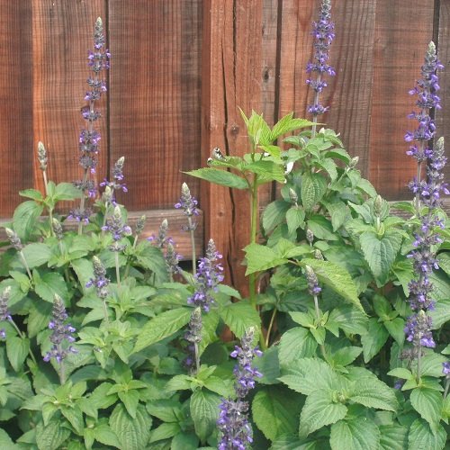 1 Perennial Starter Of Salvia Mystic Spires - Blue Beautiful Flower Spikes