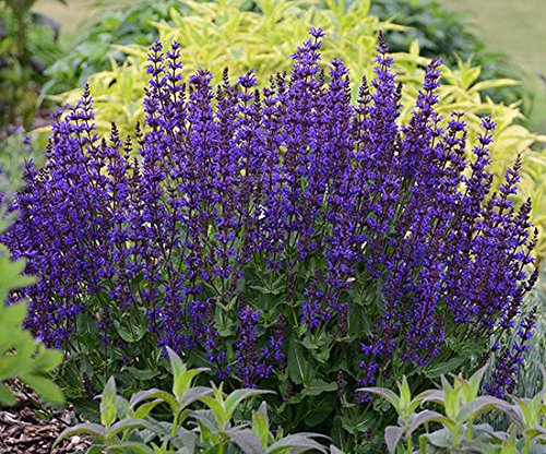 1 Violet Riot - Perennial Salvia Plant - Gallon Pot