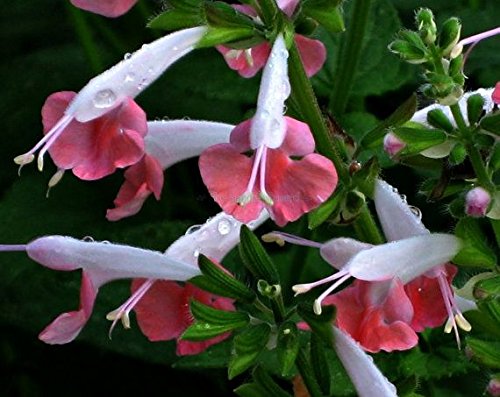 40 Hummingbird Coral Nymph Salvia Flower Seeds  Coccinea  Perennial