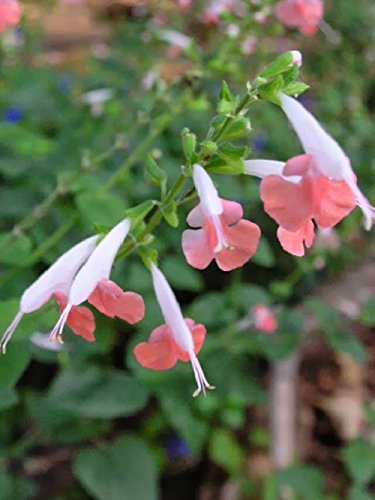 40 Hummingbird Coral Nymph Salvia Flower Seeds  Coccinea  Perennial