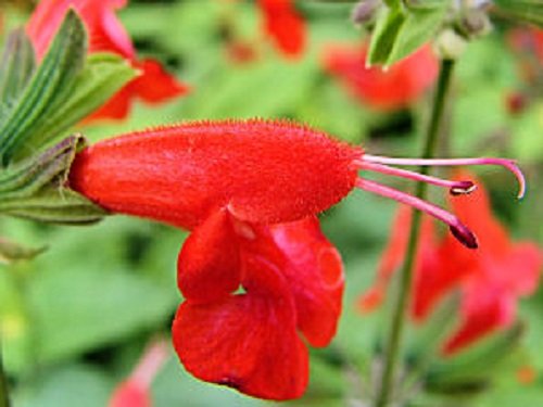 40 Hummingbird Lady In Red Salvia Flower Seeds  Perennial