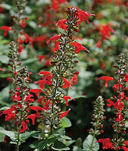40 Hummingbird Lady In Red Salvia Flower Seeds  Perennial