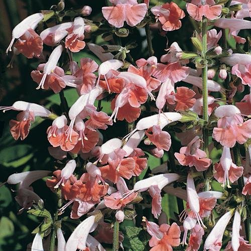 40 Salvia Apple Blossom Flower Seeds long Lasting Perennial  Drought Tolerant