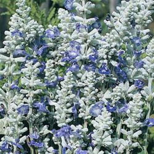 40 Salvia Blue Strata Flower Seeds long Lasting Perennial  Drought Tolerant