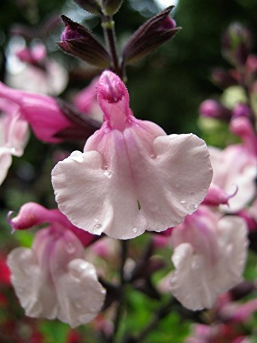 40 Salvia Pink Frills Flower Seeds long Lasting Perennial  Drought Tolerant