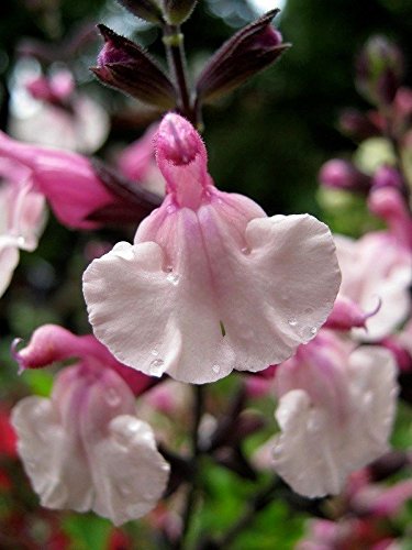 40 Salvia Pink Frills  Perennial  Drought Tolerant