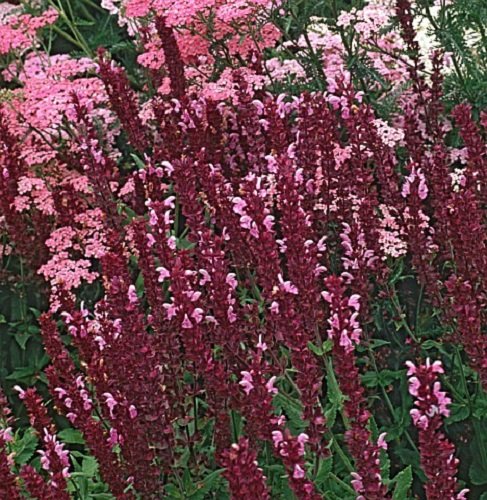 40 Salvia Rose Queen Flower Seeds long Lasting Perennial  Drought Tolerant