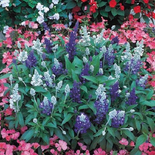 40 Salvia Seascape Mix Flower Seeds  Perennial