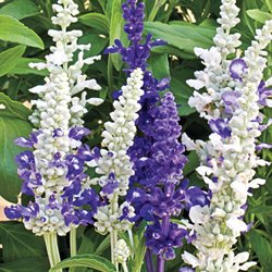 40 Salvia Seascape Mix Flower Seeds long Lasting Perennial  Drought Tolerant