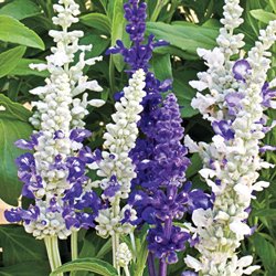 40 Salvia Seascape Mix Flower Seeds long Lasting Perennial  Drought Tolerant