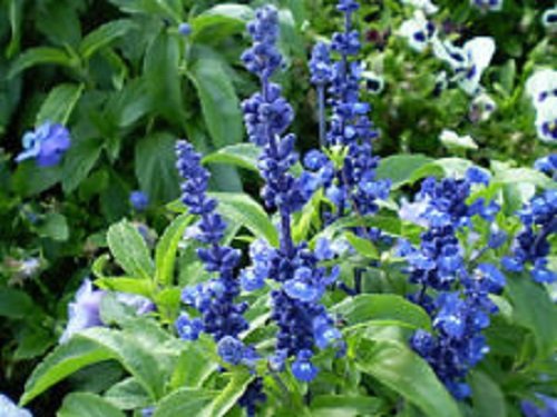 50 Salvia Farinacea Strata Blue Sage Flower Seeds  Perennial