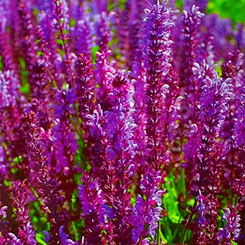 Adb Inc Heirloom Salvia Officinalis Pink Woodland Sage Perennial Flower Seeds