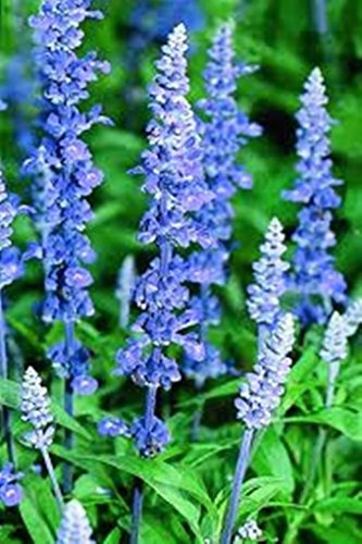 Blue Sage salvia Farinacea 500 Seeds Organic Easy To Grow- Perennial 