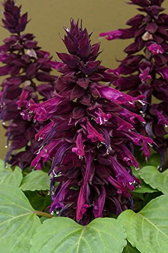 Purple Lees Scarlet Sage Seeds Original Pack 15 Seeds  Pack Perennial Salvia Splendens