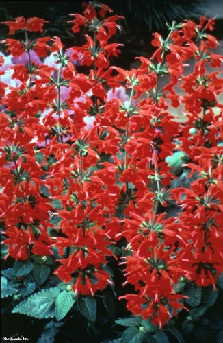 Scarlet -sage-salvia- 25 Perennial Seeds