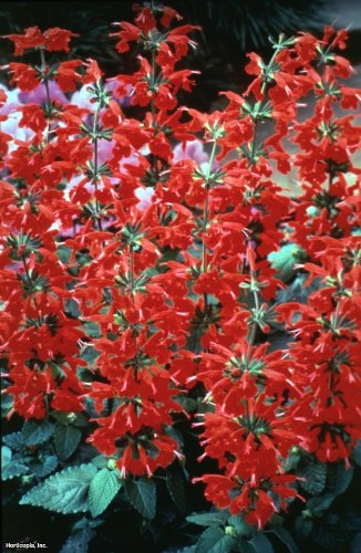 Scarlet -sage-salvia- 25 Perennial Seeds