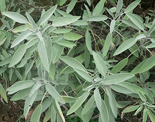 Seeds Herb Salvia Pharmaceutical Perennials Organic Russian Heirloom