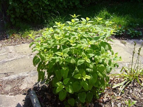 HELBX~Bulk~LEMON BALM~Seeds~~~~~~~200 Fragrant Perennial Herb Seeds