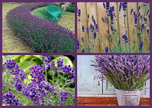 Lovely Lavender Flower Seeds - 4 Pack Special - Beautiful Fragrant Perennial