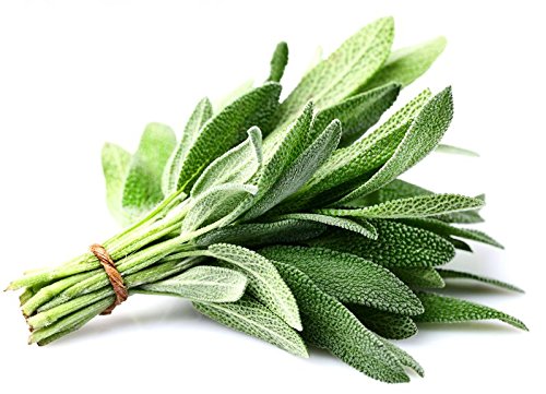 100 ORGANICALLY GROWN Broad Leaved Sage Seeds Herb Heirloom NON-GMO Fragrant Perennial From USA