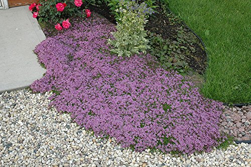 100 Thyme Creeping Herb Flower Heirloom Seeds Fragrant Perennial