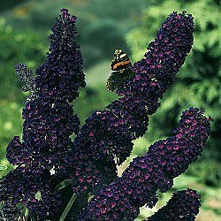 25 Buddleia Butterfly Bush Black Knight Flower Seeds Fragrant Perennial  Easy to Grow