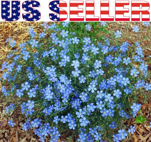 250 Blue Flax Flower Seeds Prairie Fragrant Perennial Linum perrene Beautiful