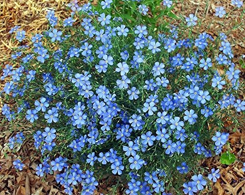250 Blue Flax Flower Seeds Prairie Fragrant Perennial Linum perrene Beautiful Decorative From USA