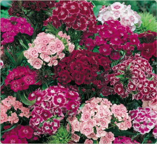 40 Dianthus Sweet William Mix Flower Seeds  Fragrant Perennial  Easy to Grow