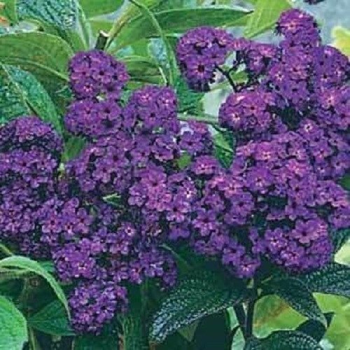 50 HELIOTROPE MARINE BLUE FLOWER SEEDS  FRAGRANT PERENNIAL