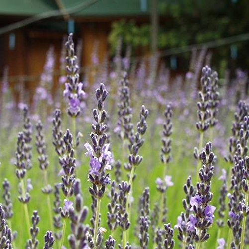 50 Seeds of Lavandula Angustifolia - True English Lavender Highly Fragrant Perennial Herb for every garden Lifts everyones mood