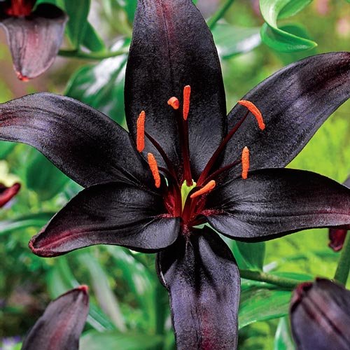 Asiatic Lily Bulbs - BLACK WIZARD - Fragrant Perennial - Dark Burgundy - 2 Bulbs